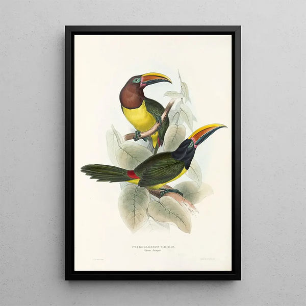 A monograph of the Ramphastidae or toucan family Pl18 - John Gould — framed artwork on a wall
