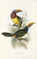 A monograph of the Ramphastidae or toucan family Pl18 - John Gould — artwork view