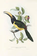 A monograph of the Ramphastidae or toucan family Pl19 - John Gould — artwork view