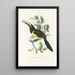 A monograph of the Ramphastidae or toucan family Pl19 - John Gould — framed artwork on a wall