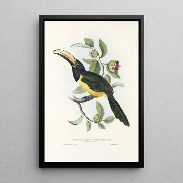 A monograph of the Ramphastidae or toucan family Pl19 - John Gould — framed artwork on a wall