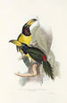 A monograph of the Ramphastidae or toucan family Pl20 - John Gould — artwork view