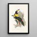 A monograph of the Ramphastidae or toucan family Pl20 - John Gould — framed artwork on a wall