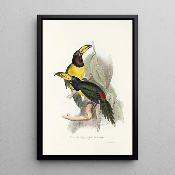 A monograph of the Ramphastidae or toucan family Pl20 - John Gould — framed artwork on a wall