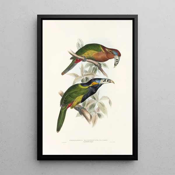 A monograph of the Ramphastidae or toucan family Pl21 - John Gould — framed artwork on a wall