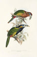 A monograph of the Ramphastidae or toucan family Pl21 - John Gould — artwork view