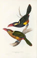 A monograph of Ramphastidae or toucan family Pl22 - John Gould — artwork view
