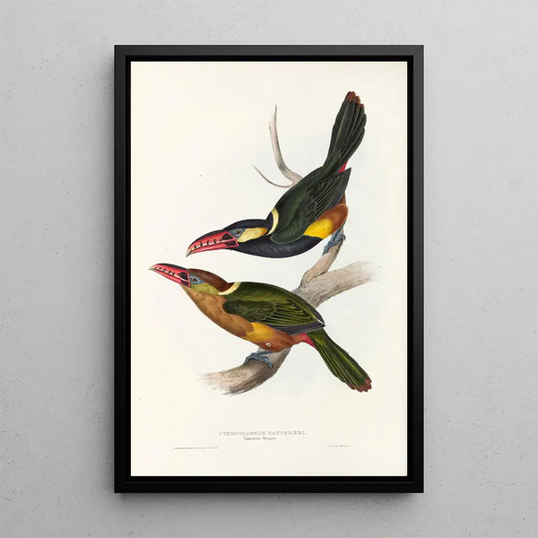 A monograph of Ramphastidae or toucan family Pl22 - John Gould — framed artwork on a wall