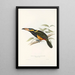 A monograph of the Ramphastidae or toucan family Pl23 - John Gould — framed artwork on a wall