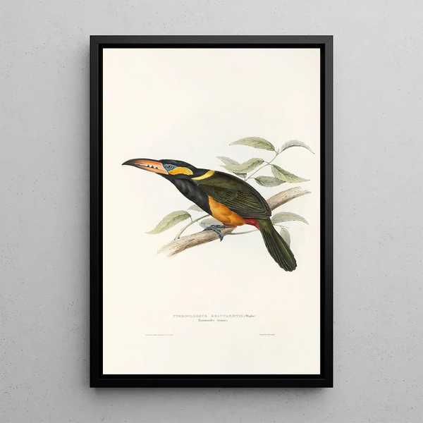A monograph of the Ramphastidae or toucan family Pl23 - John Gould — framed artwork on a wall