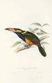 A monograph of the Ramphastidae or toucan family Pl23 - John Gould — artwork view