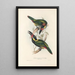 A monograph of the Ramphastidae or toucan family Pl24 - John Gould — framed artwork on a wall