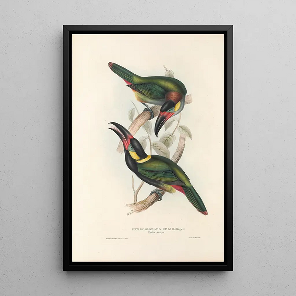 A monograph of the Ramphastidae or toucan family Pl24 - John Gould — framed artwork on a wall