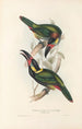 A monograph of the Ramphastidae or toucan family Pl24 - John Gould — artwork view
