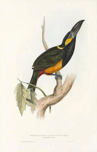 John Gould - A monograph of the Ramphastidae or family of toucans Pl25.webp