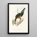A monograph of the Ramphastidae or toucan family Pl25 - John Gould — framed artwork on a wall