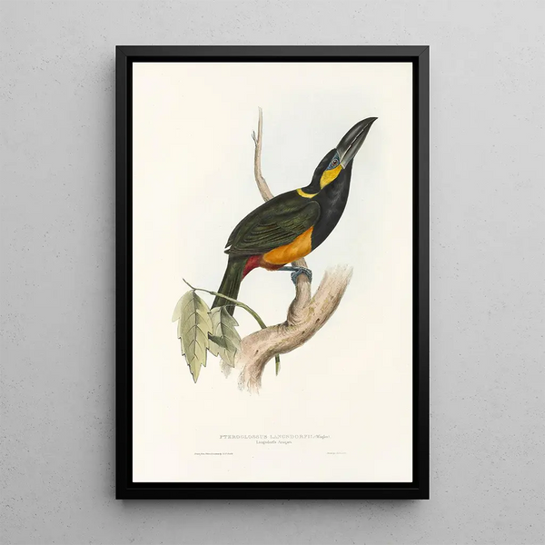 A monograph of the Ramphastidae or toucan family Pl25 - John Gould — framed artwork on a wall