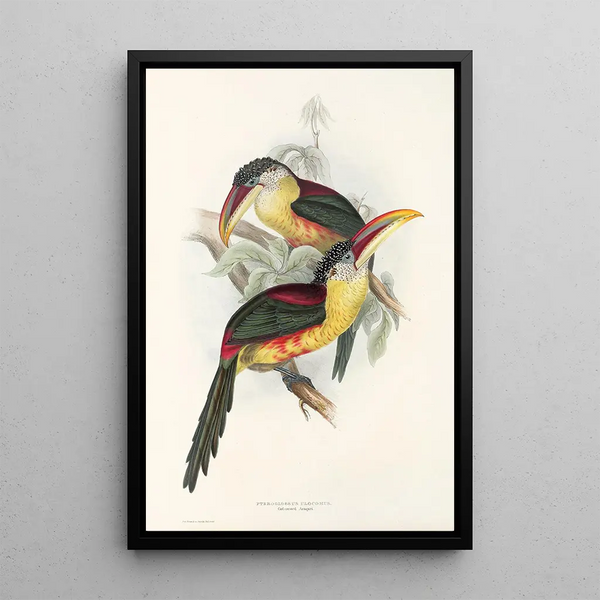 A monograph of the Ramphastidae or toucan family Pl26 - John Gould — framed artwork on a wall