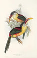 A monograph of the Ramphastidae or toucan family Pl26 - John Gould — artwork view