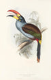 A monograph of the Ramphastidae or toucan family Pl27 - John Gould — artwork view