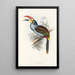 A monograph of the Ramphastidae or toucan family Pl27 - John Gould — framed artwork on a wall