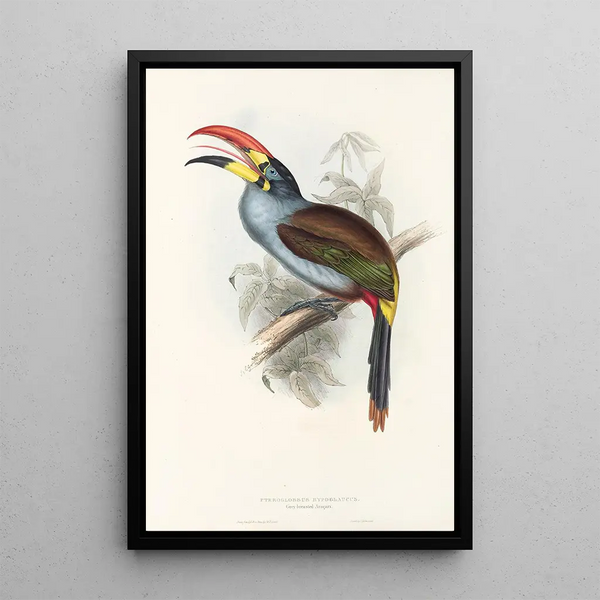 A monograph of the Ramphastidae or toucan family Pl27 - John Gould — framed artwork on a wall