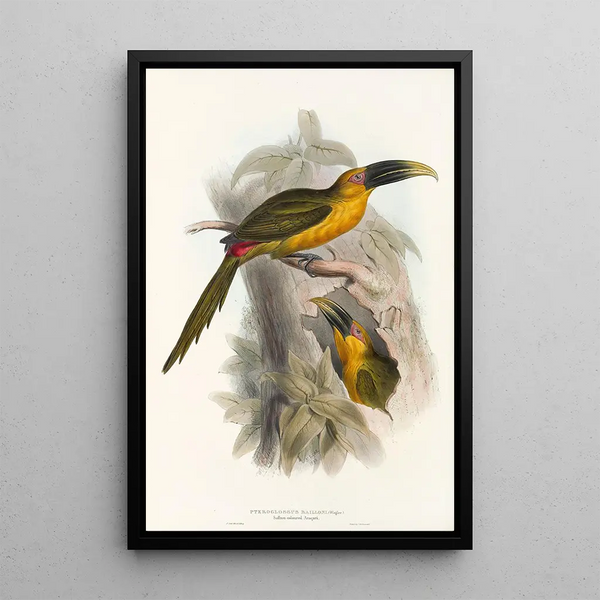 A monograph of the Ramphastidae or toucan family Pl28 - John Gould — framed artwork on a wall