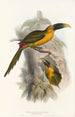 A monograph of the Ramphastidae or toucan family Pl28 - John Gould — artwork view