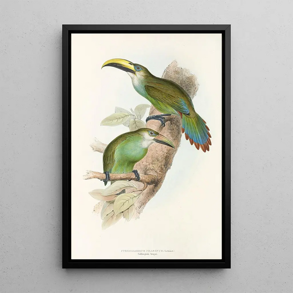 A monograph of the Ramphastidae or toucan family Pl29 - John Gould — framed artwork on a wall