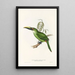 A monograph of the Ramphastidae or toucan family Pl30 - John Gould — framed artwork on a wall