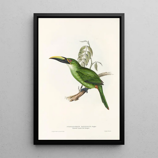 A monograph of the Ramphastidae or toucan family Pl30 - John Gould — framed artwork on a wall