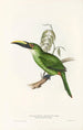 A monograph of the Ramphastidae or toucan family Pl30 - John Gould — artwork view