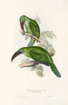 A monograph of the Ramphastidae or toucan family Pl31 - John Gould — artwork view