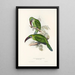 A monograph of the Ramphastidae or toucan family Pl31 - John Gould — framed artwork on a wall