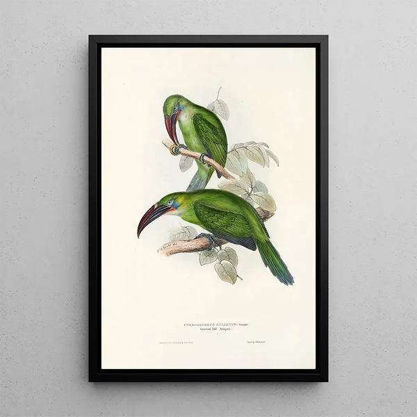 A monograph of the Ramphastidae or toucan family Pl31 - John Gould — framed artwork on a wall