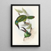 A monograph of Ramphastidae or toucan family Pl32 - John Gould — framed artwork on a wall