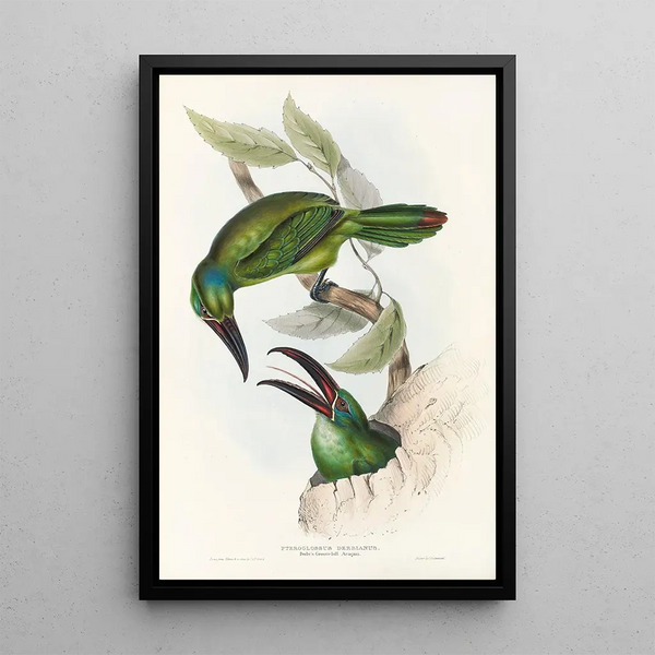 A monograph of Ramphastidae or toucan family Pl32 - John Gould — framed artwork on a wall