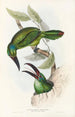 A monograph of Ramphastidae or toucan family Pl32 - John Gould — artwork view
