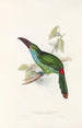 A monograph of the Ramphastidae or toucan family Pl33 - John Gould — artwork view