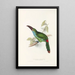A monograph of the Ramphastidae or toucan family Pl33 - John Gould — framed artwork on a wall