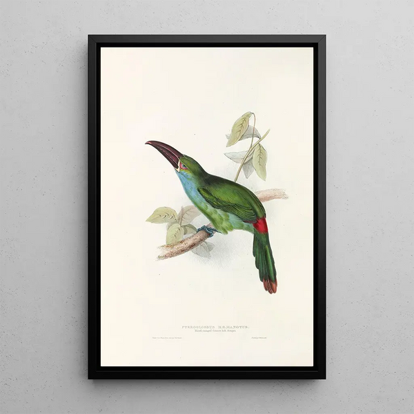A monograph of the Ramphastidae or toucan family Pl33 - John Gould — framed artwork on a wall