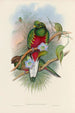 A monograph of the Trogonidae or family of trogons Pl01 - John Gould — artwork view