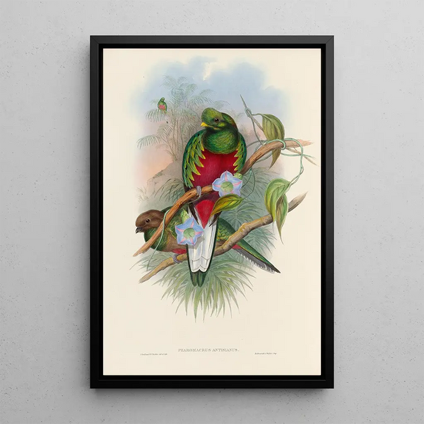 A monograph of the Trogonidae or family of trogons Pl01 - John Gould — framed artwork on a wall
