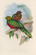 A monograph of the Trogonidae or family of trogons Pl02 - John Gould — artwork view