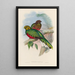 A monograph of the Trogonidae or family of trogons Pl02 - John Gould — framed artwork on a wall