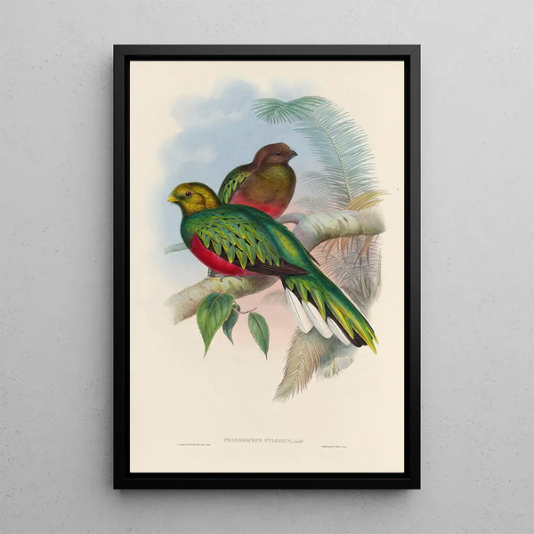 A monograph of the Trogonidae or family of trogons Pl02 - John Gould — framed artwork on a wall