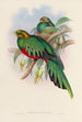 A monograph of the Trogonidae or family of trogons Pl03 - John Gould — artwork view