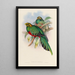 A monograph of the Trogonidae or family of trogons Pl03 - John Gould — framed artwork on a wall