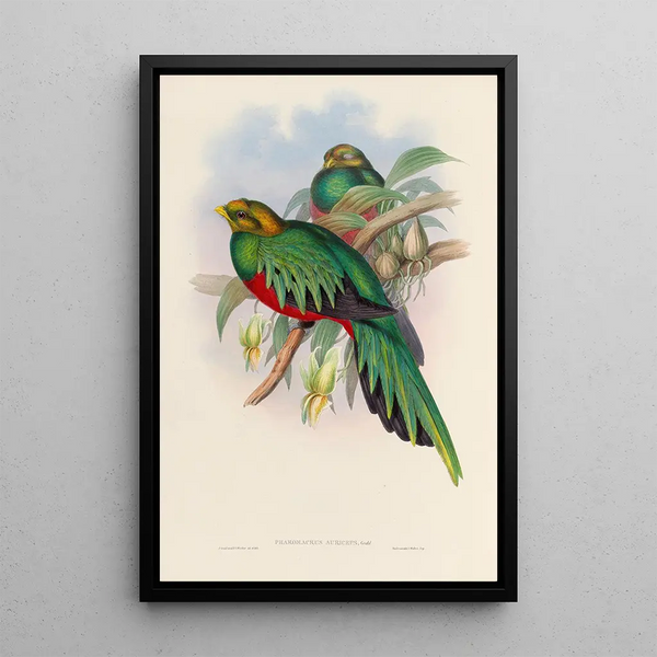 A monograph of the Trogonidae or family of trogons Pl03 - John Gould — framed artwork on a wall