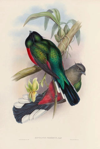 John Gould - A monograph of the Trogonidae or family of trogons Pl04.webp